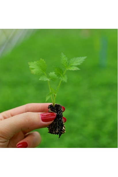 Малина спокуслива